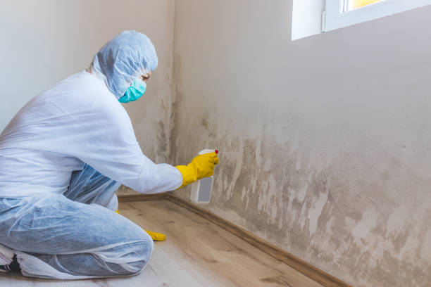 Licensed Mold Remediation service in Spring Hill, FL - 24 Hour Mold Removal