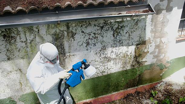 Top rated local Mold Remediation specialists in Spring Hill, FL